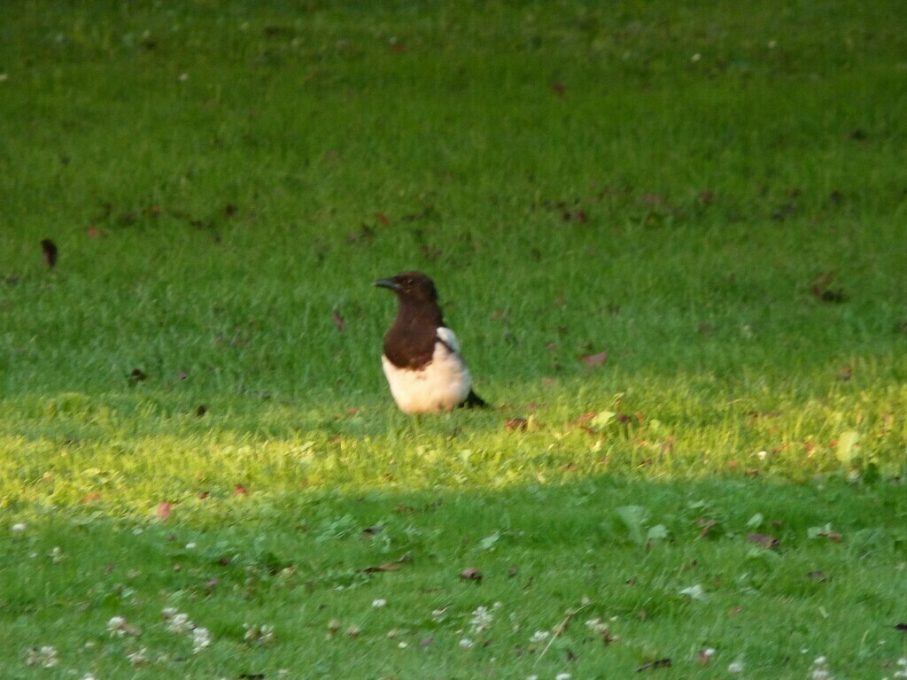 No s'ha trobat l'arxiu